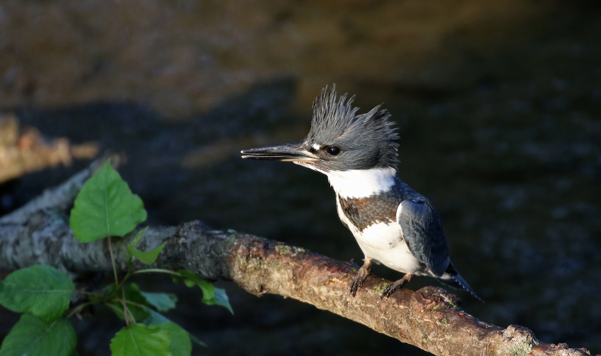 Belted Kingfisher - ML116517971