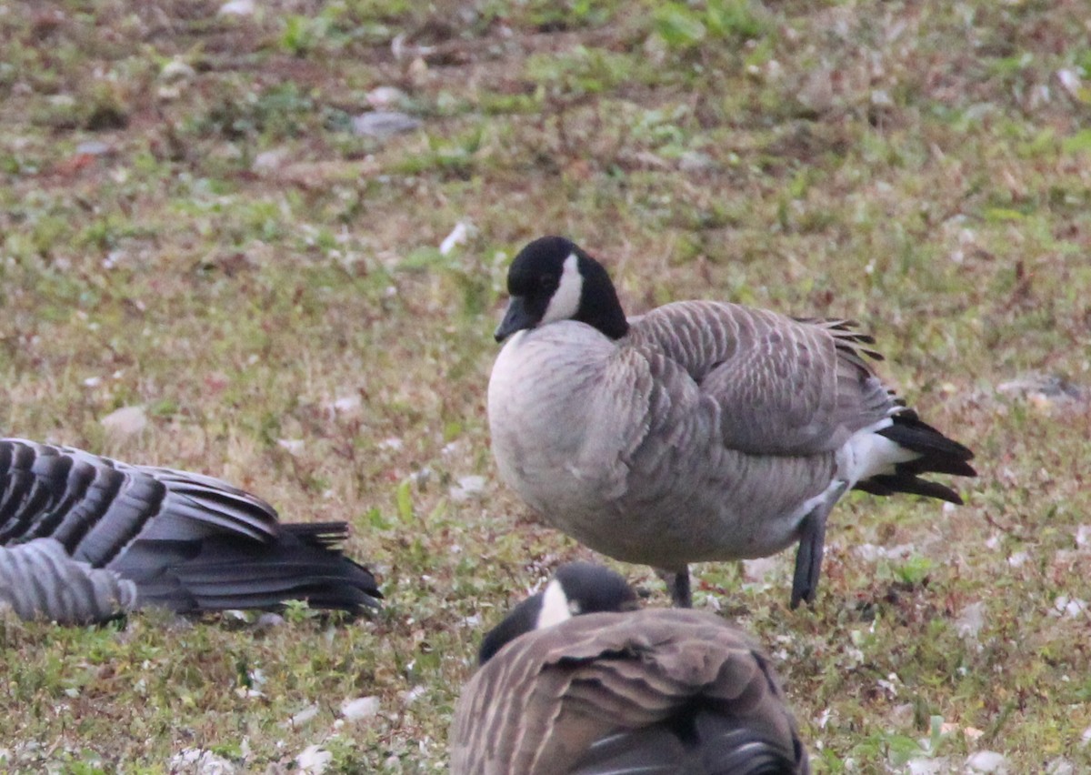 Cackling Goose - ML116517981