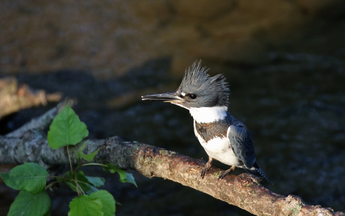 Belted Kingfisher - ML116518021