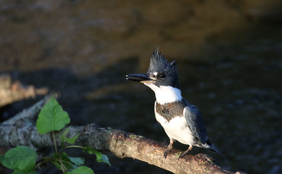 Belted Kingfisher - ML116518041