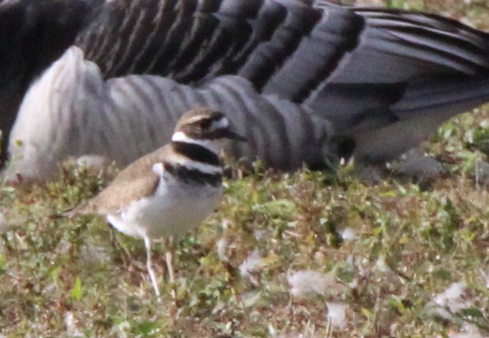 Killdeer - ML116518441