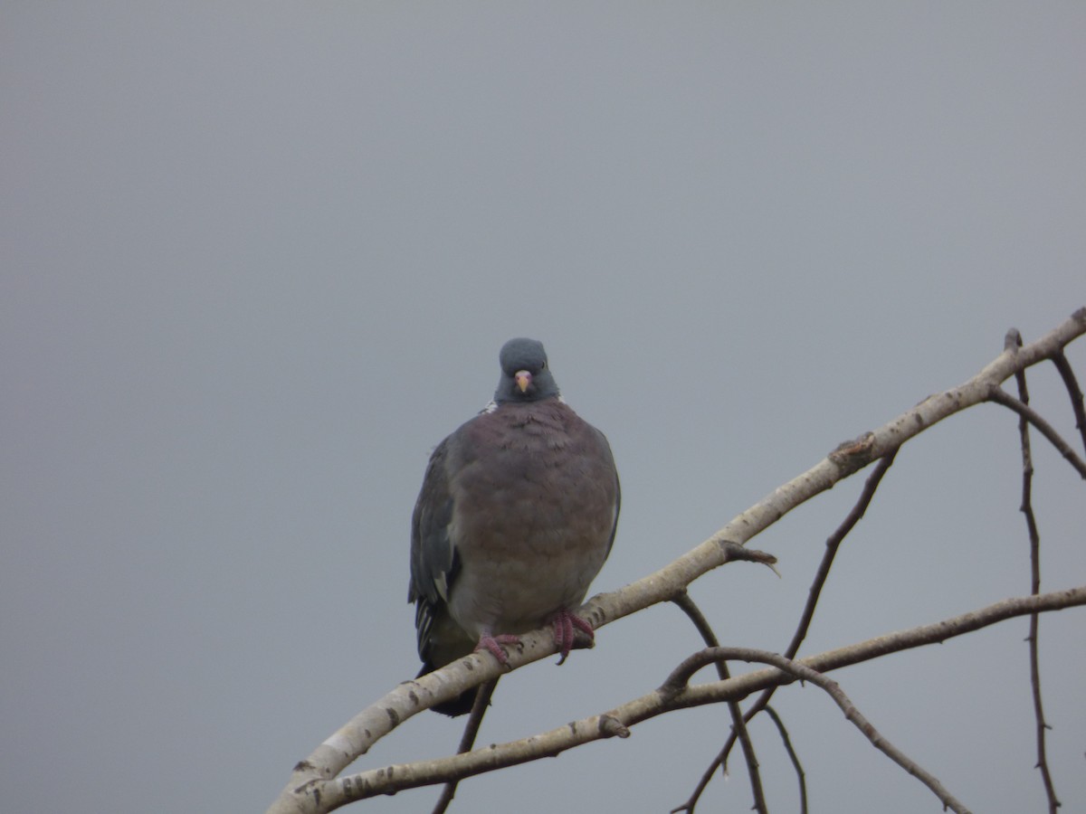 Common Wood-Pigeon (White-necked) - ML116518951