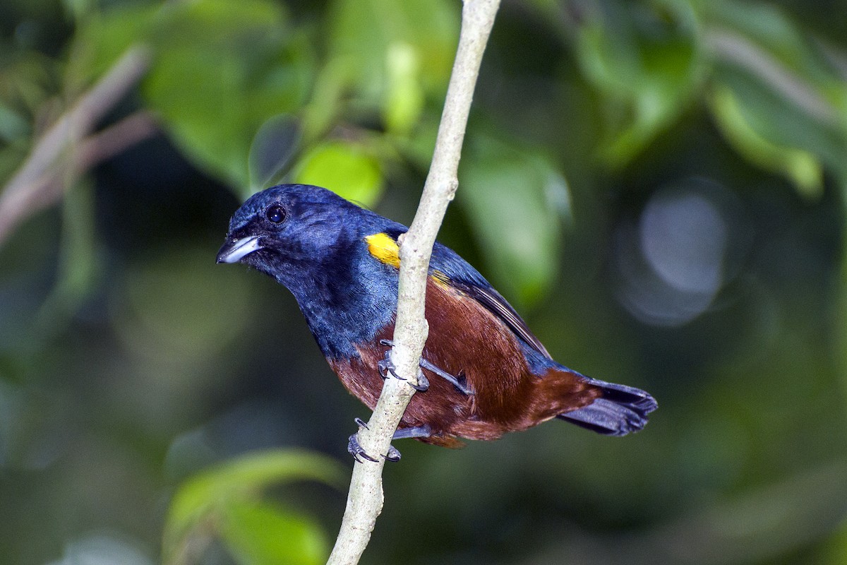 Chestnut-bellied Euphonia - ML116519001