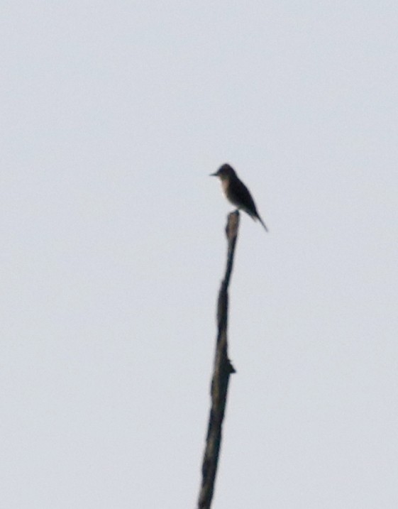 Olive-sided Flycatcher - ML116519141