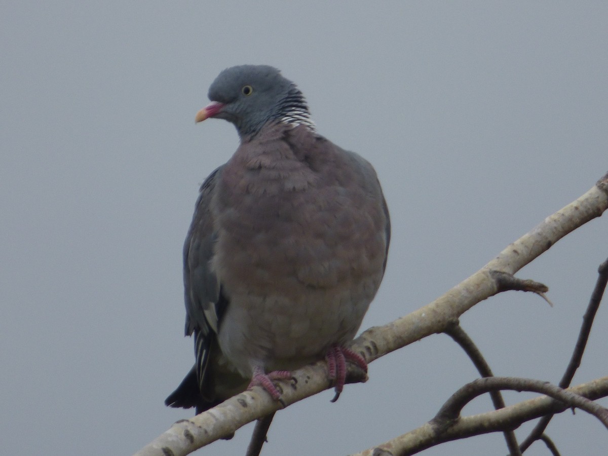 Common Wood-Pigeon (White-necked) - ML116519571