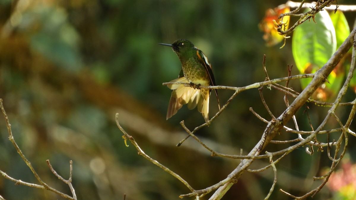 kolibřík žlutoocasý - ML116519801