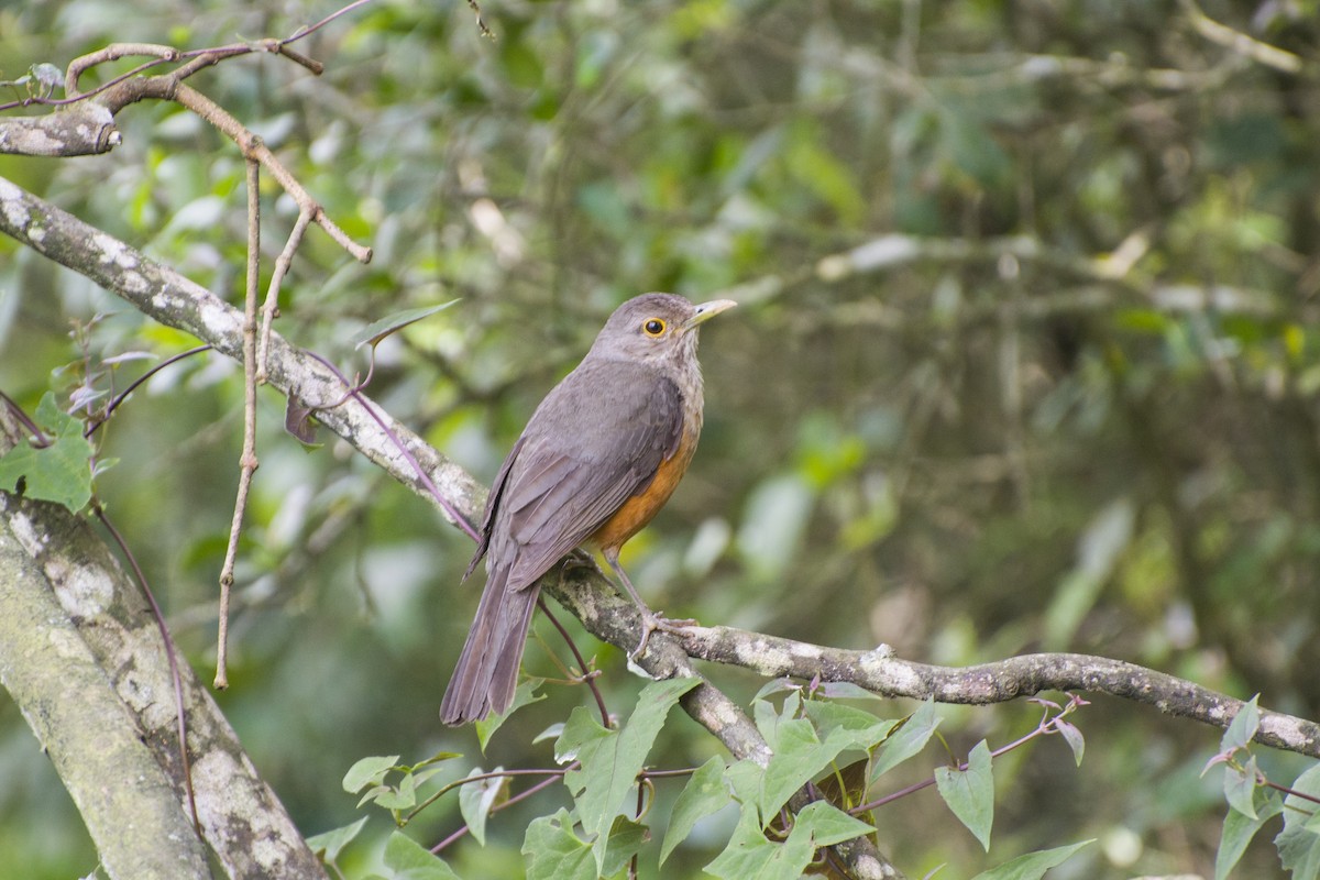 Rufous-bellied Thrush - ML116520581