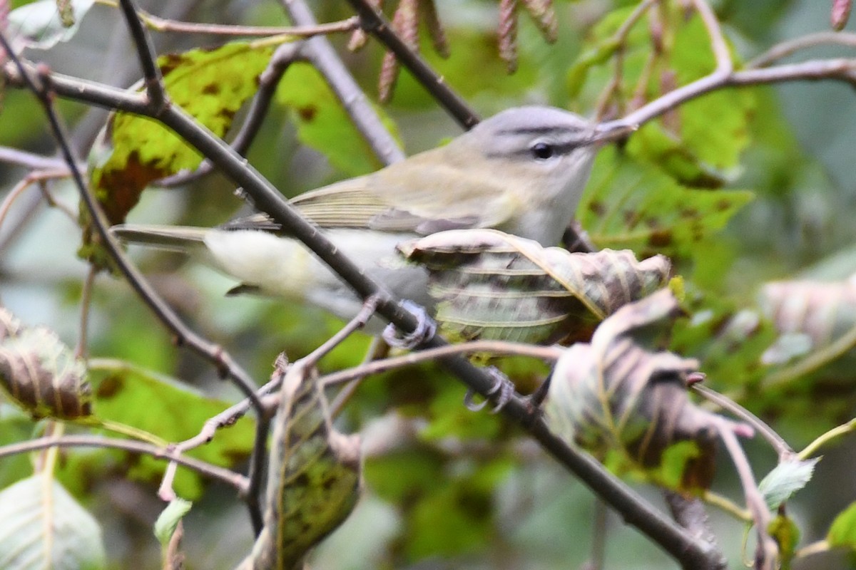 Red-eyed Vireo - ML116523941