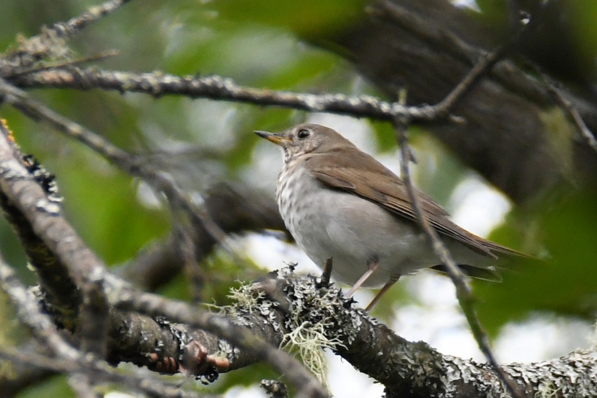 Gray-cheeked Thrush - Lev Frid