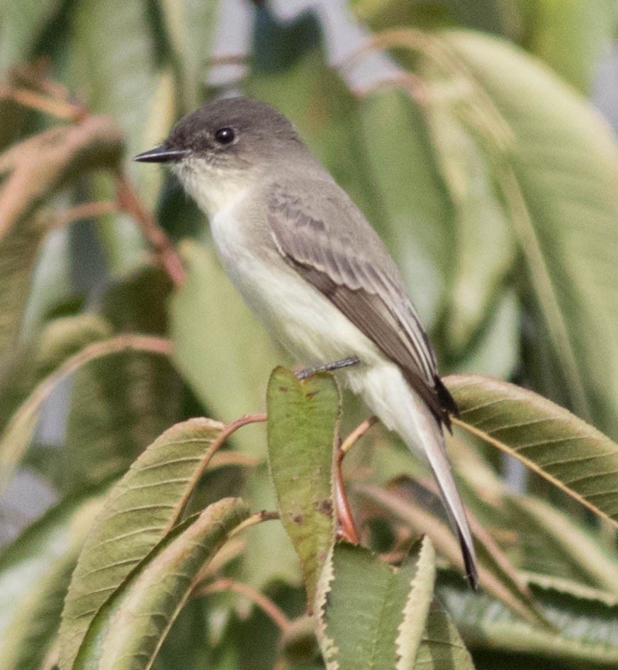 Eastern Phoebe - ML116526301