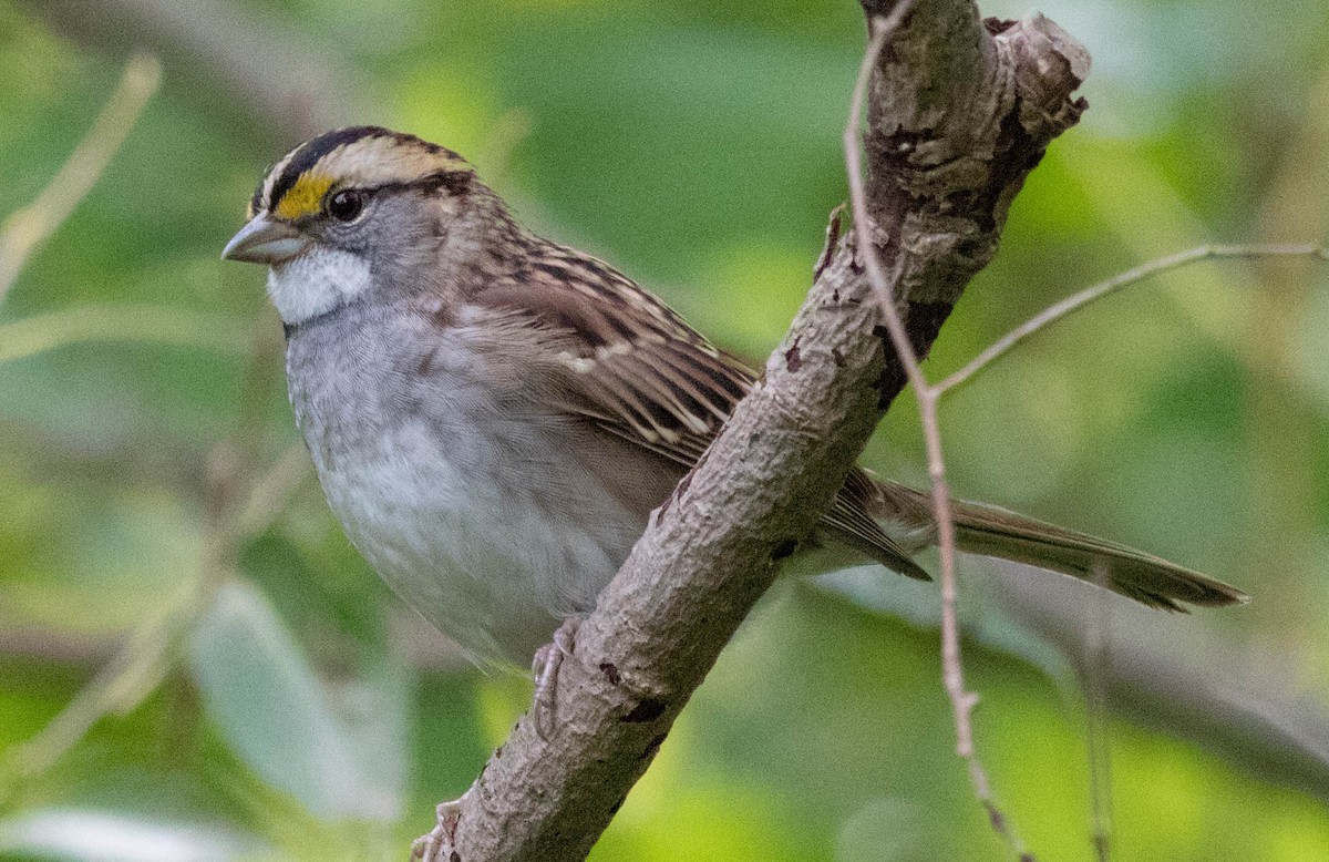 White-throated Sparrow - ML116526351