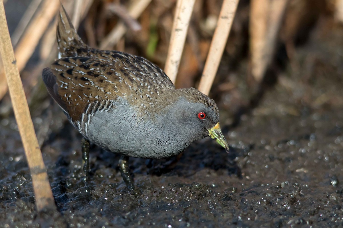 Australian Crake - ML116527281