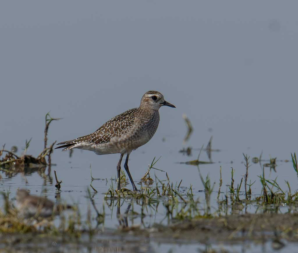 American Golden-Plover - Gary Woods