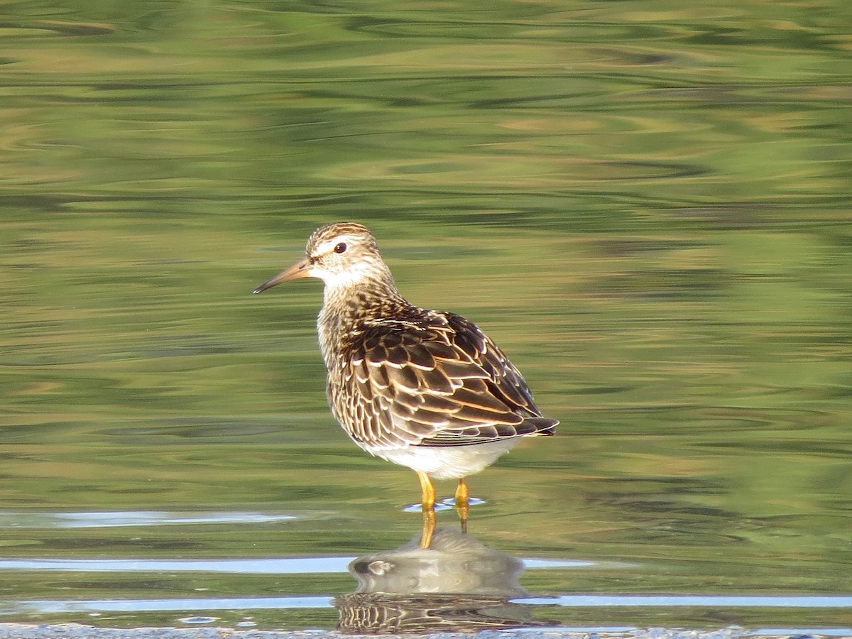 Graubrust-Strandläufer - ML116529011