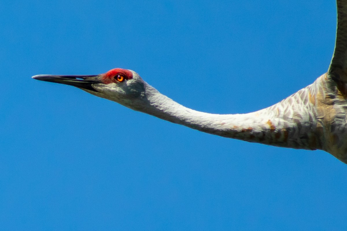 Sandhill Crane - Adam Mason