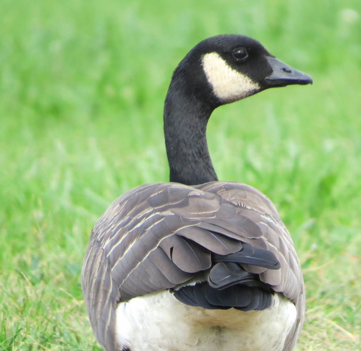 Cackling Goose - shelley seidman