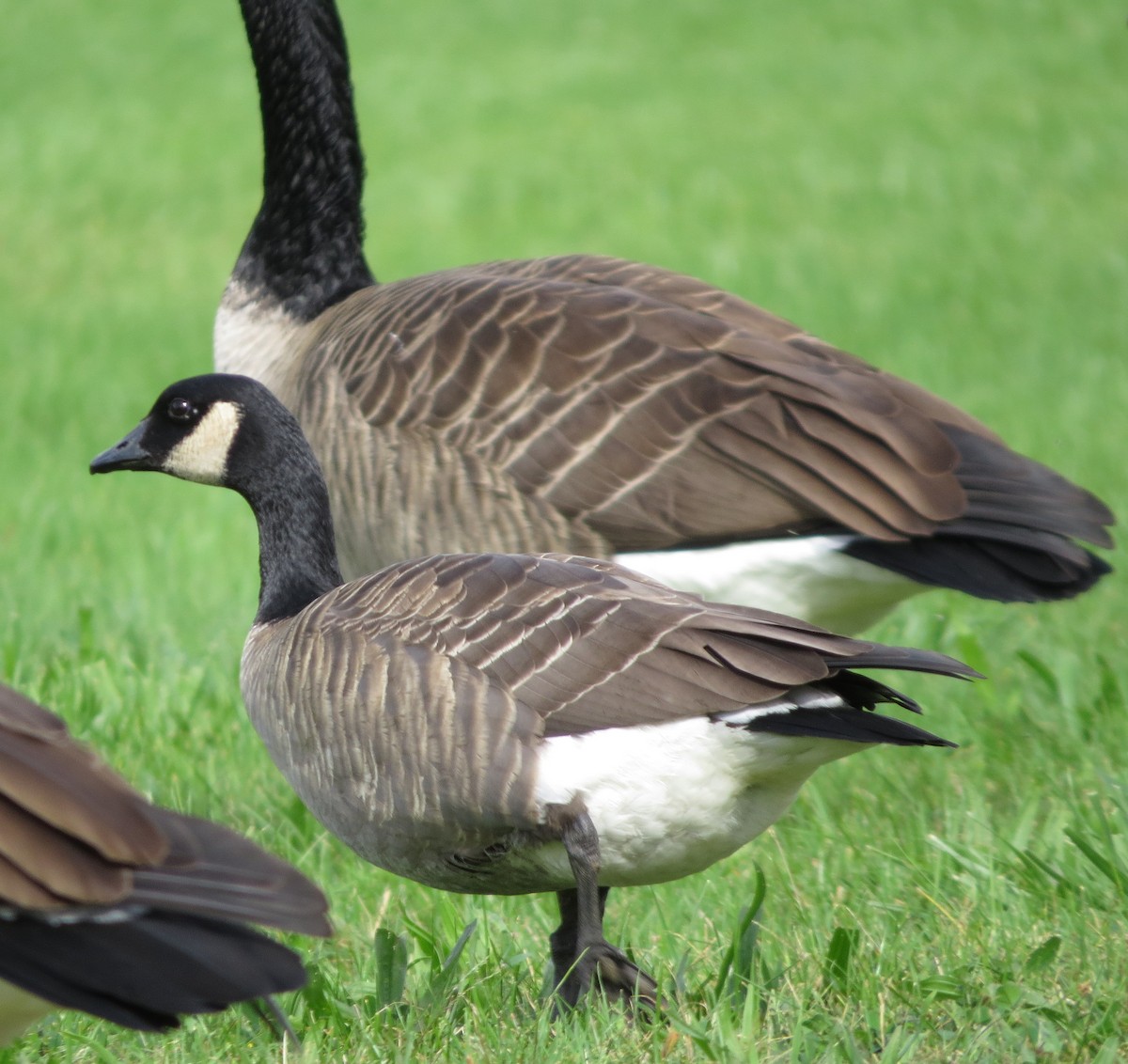 Cackling Goose - shelley seidman