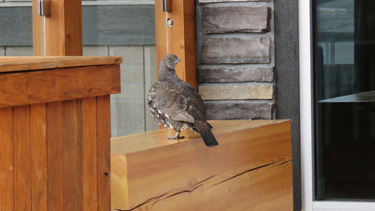 Dusky Grouse - ML116530821