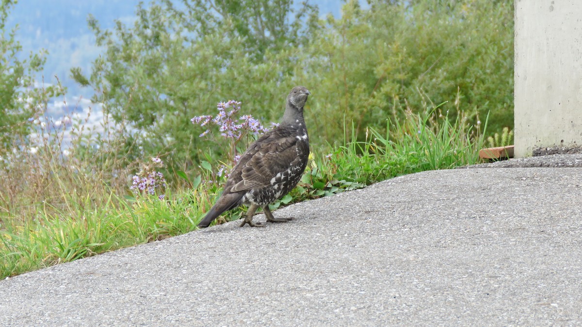 Dusky Grouse - ML116530841