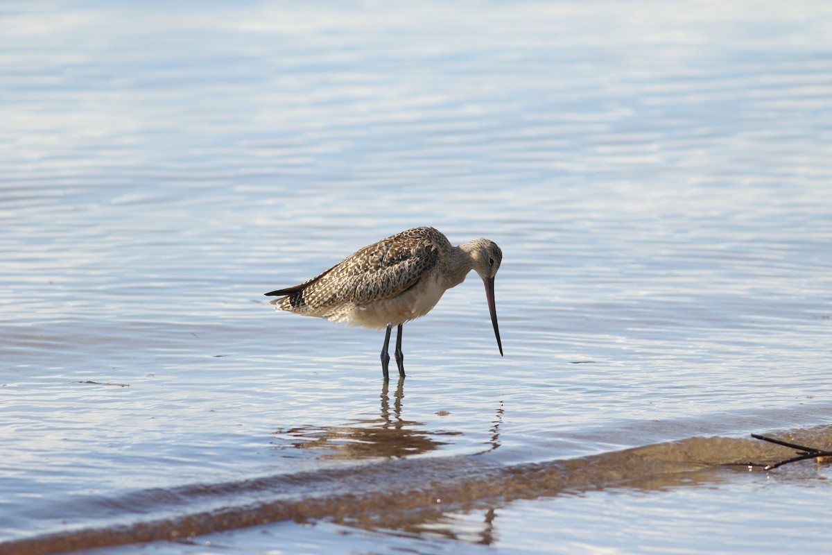 Marbled Godwit - ML116531701