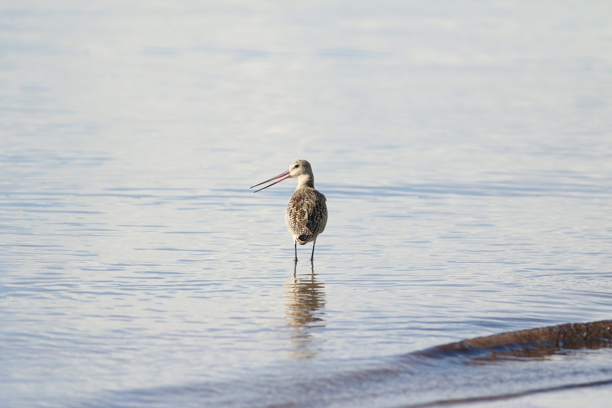 Marbled Godwit - miriam avello