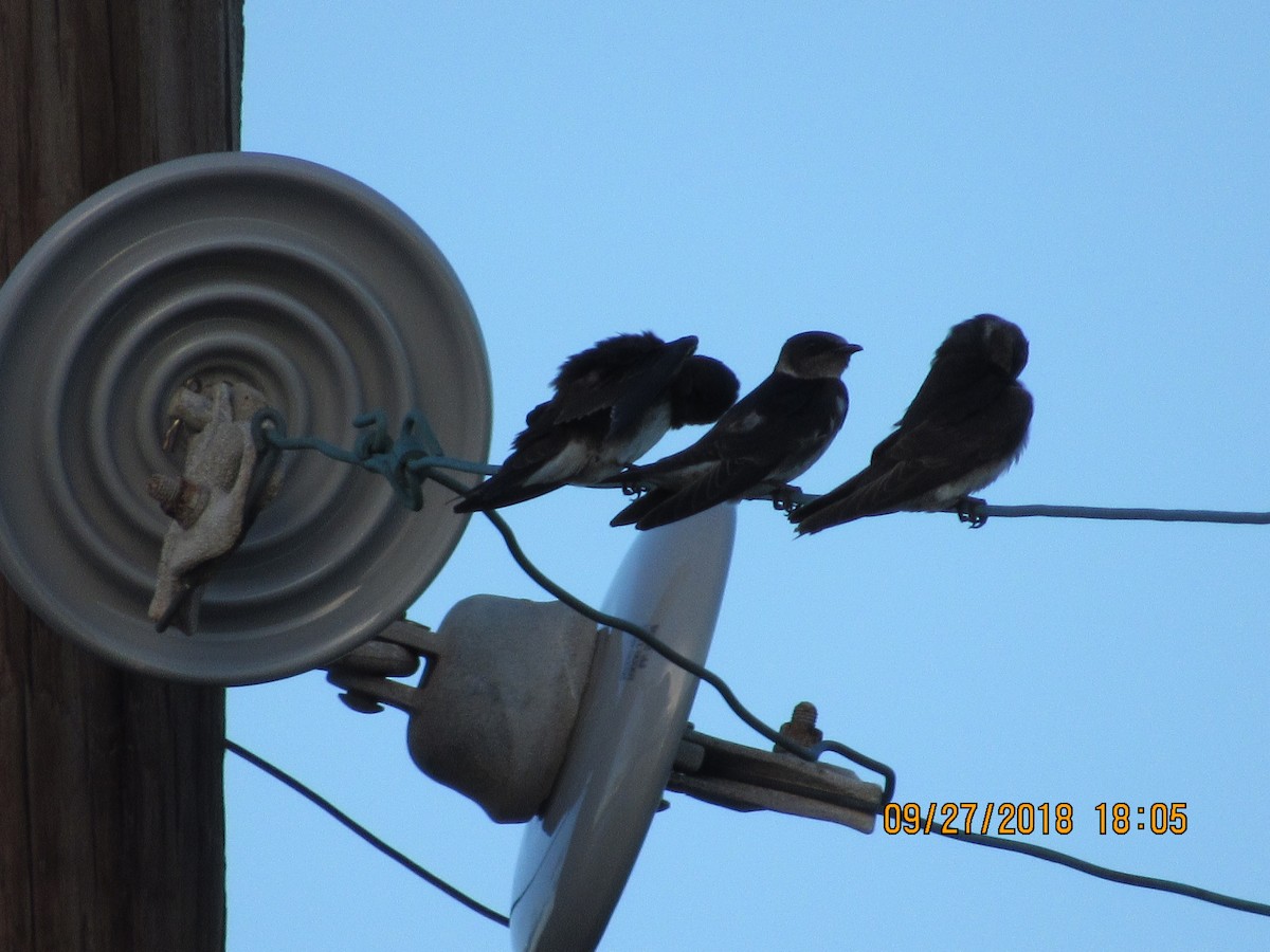 Purple Martin - Vivian F. Moultrie