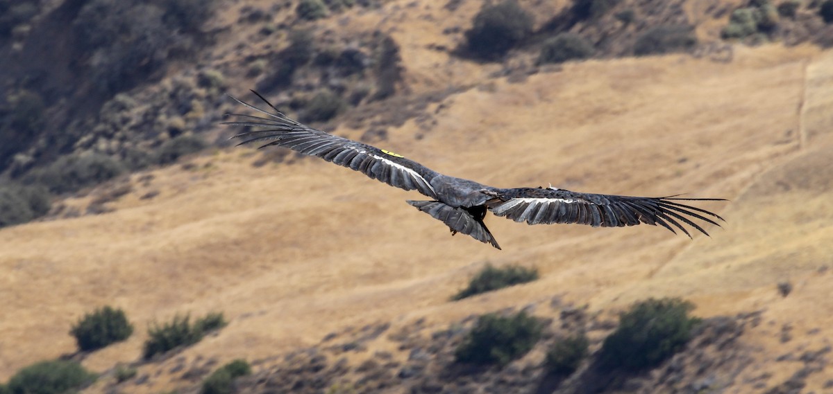 California Condor - Teresa Connell