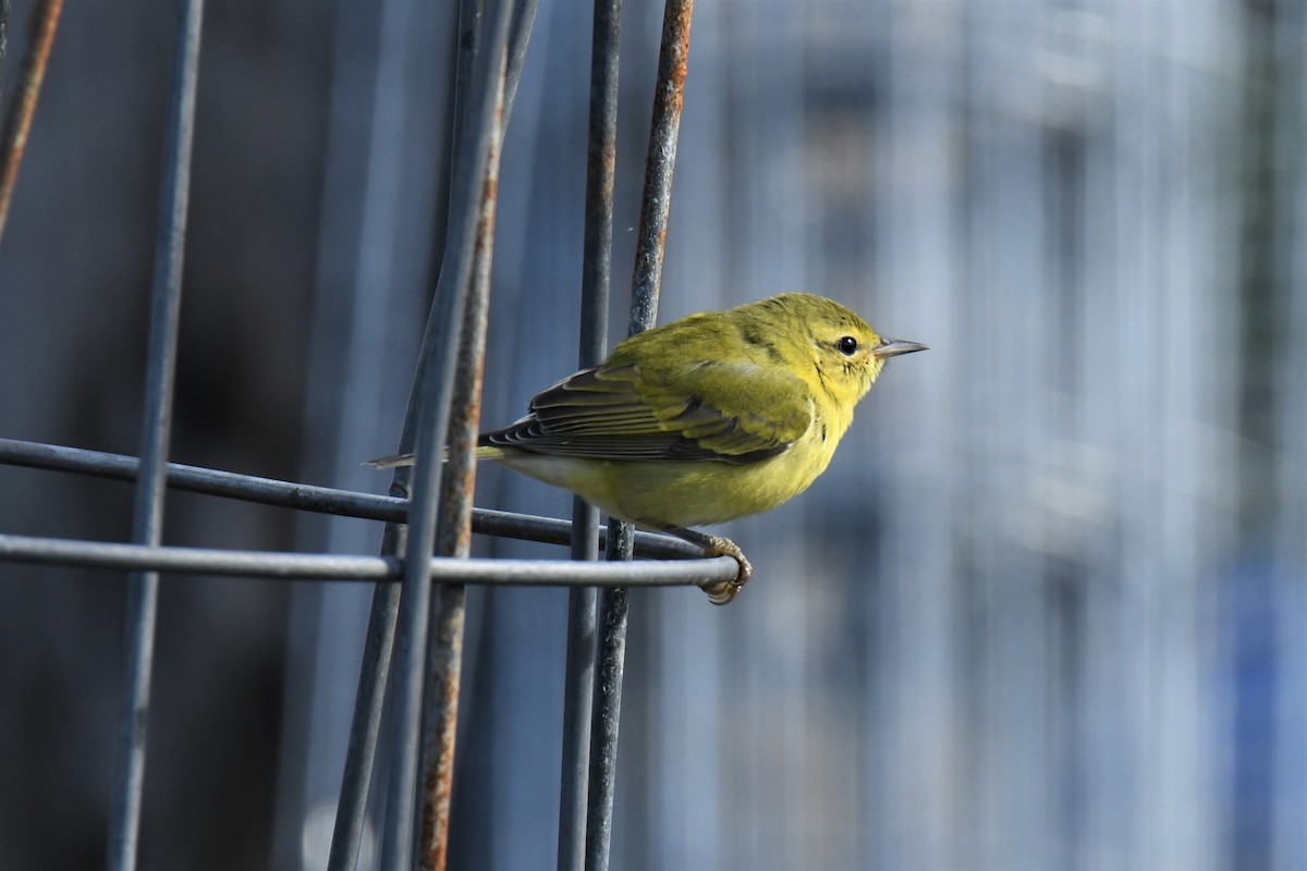 Tennessee Warbler - ML116533171