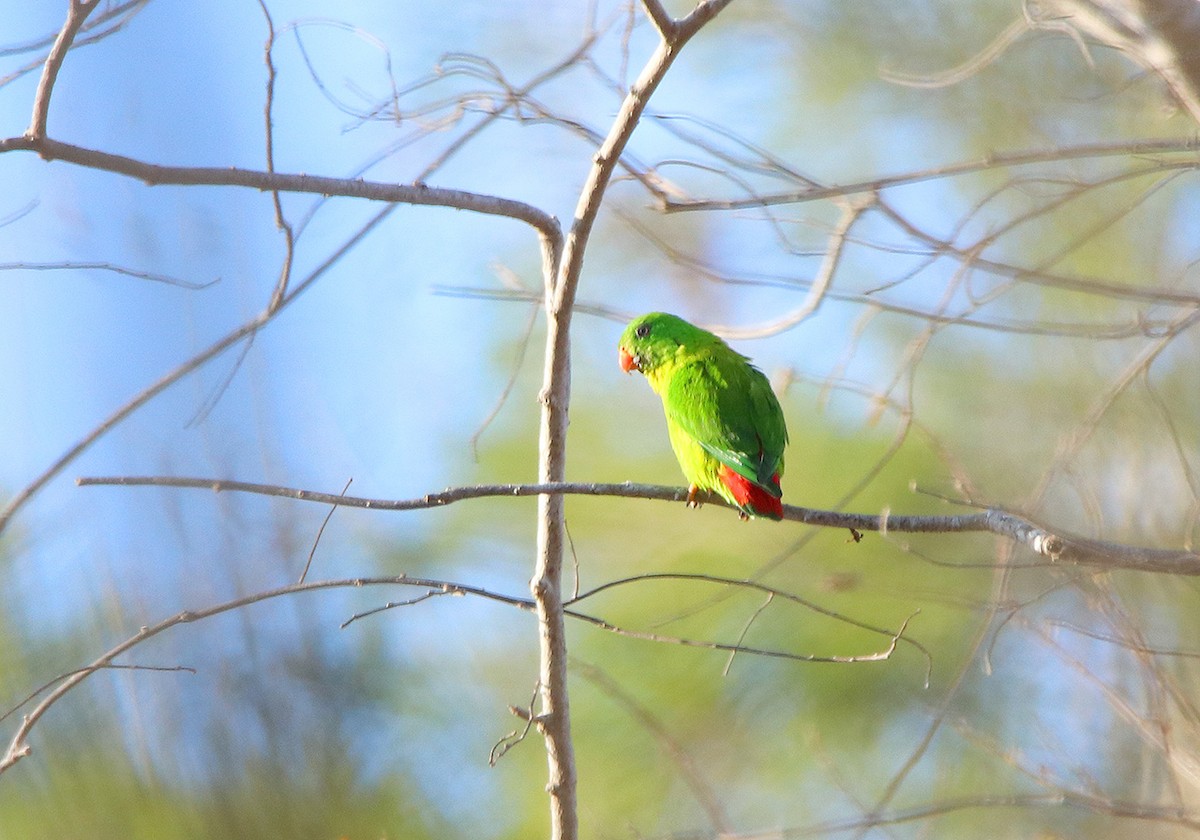 Yellow-throated Hanging-Parrot - ML116533341