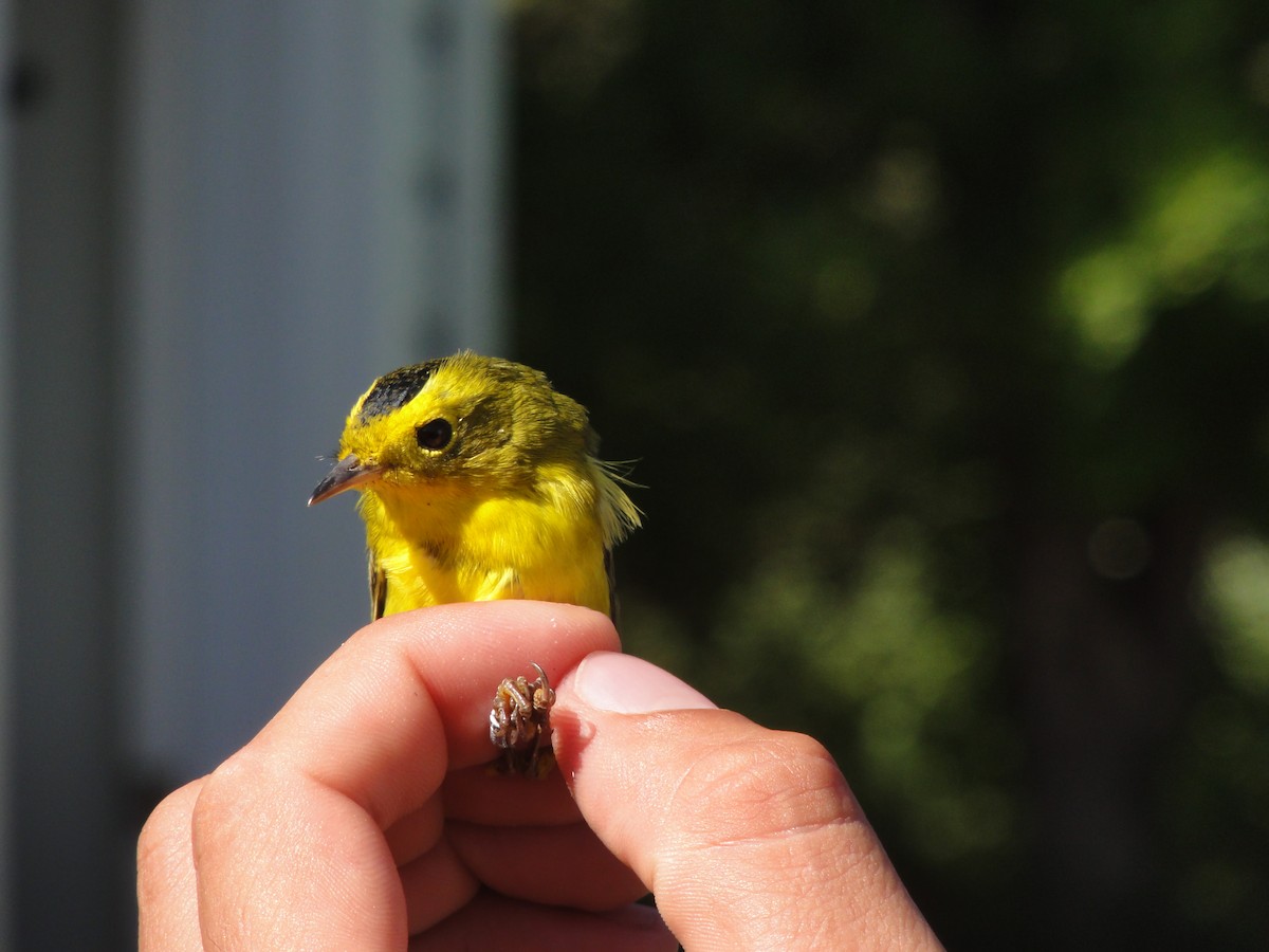 Wilson's Warbler - Gilles Falardeau