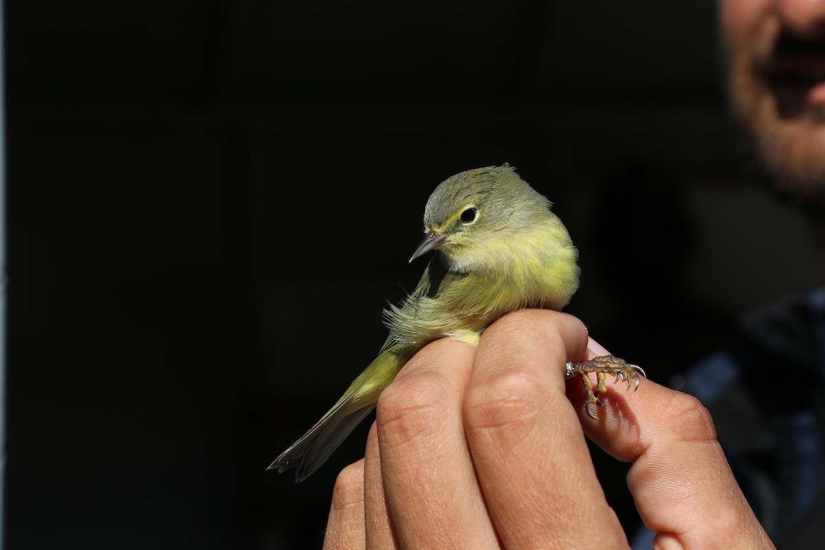 Orange-crowned Warbler - Gilles Falardeau