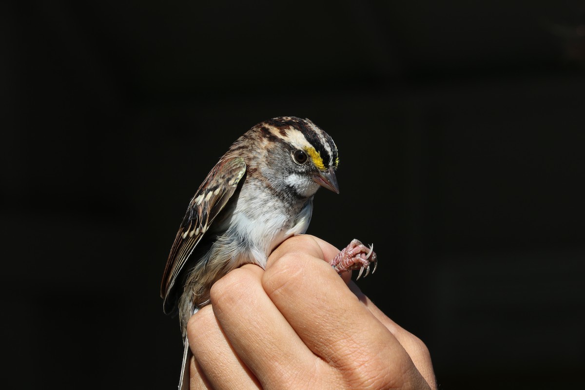 White-throated Sparrow - Gilles Falardeau