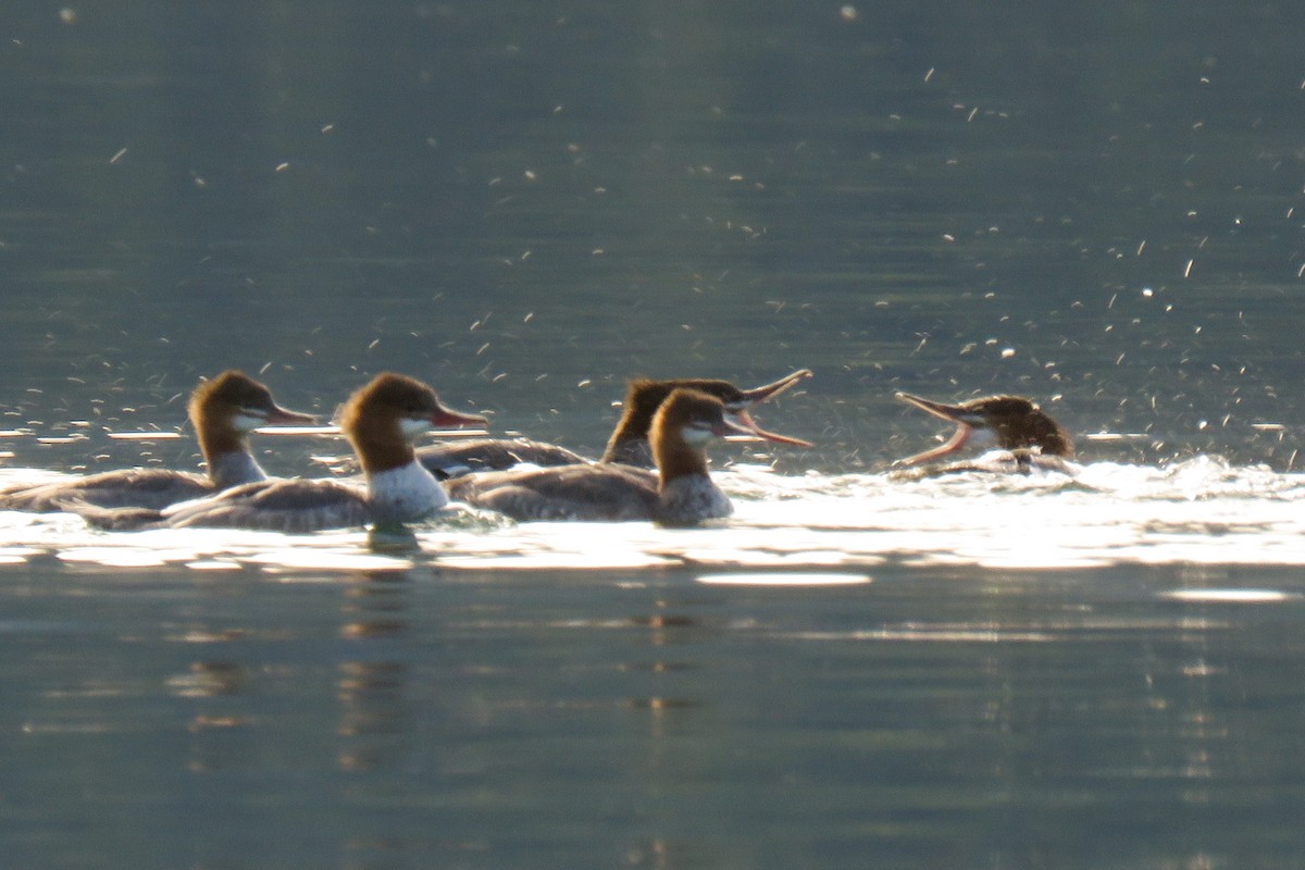 Common Merganser - Becky Marvil