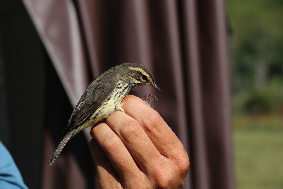 Northern Waterthrush - ML116535131