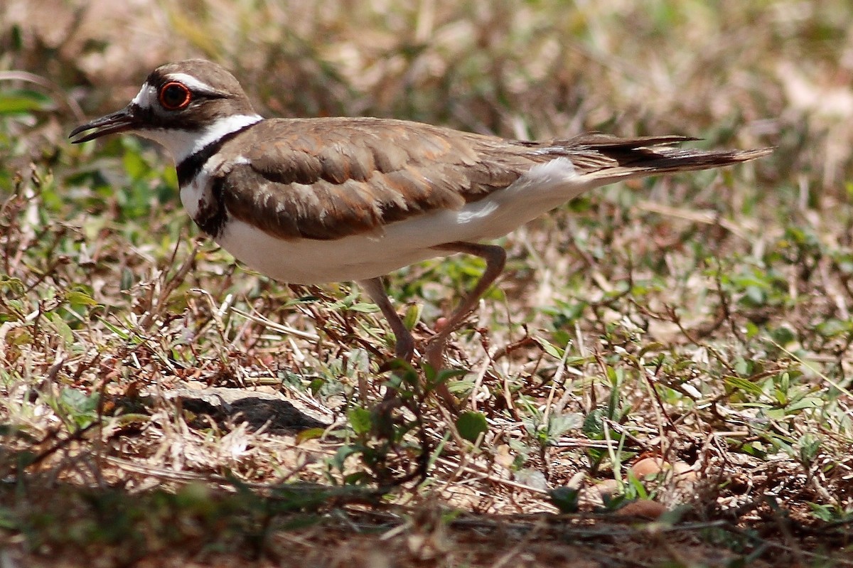 Killdeer - Manfred Bienert