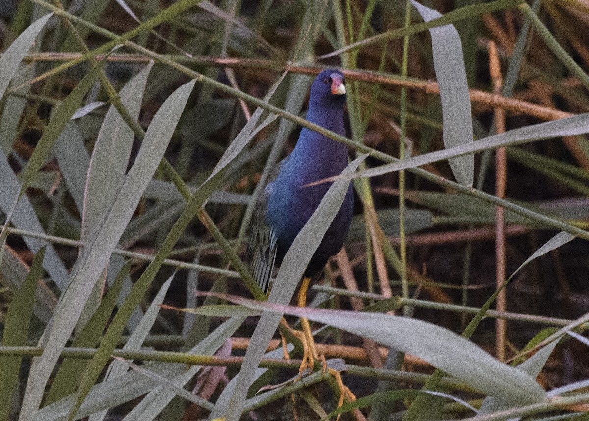 Purple Gallinule - ML116539321