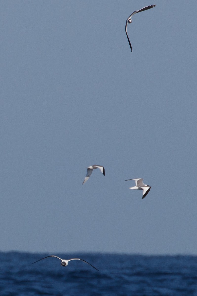 Mouette de Sabine - ML116543031