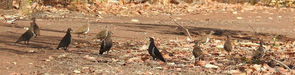 Partridge Pigeon - Colin Trainor