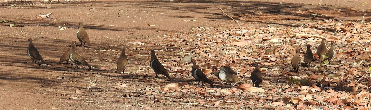 Partridge Pigeon - Colin Trainor