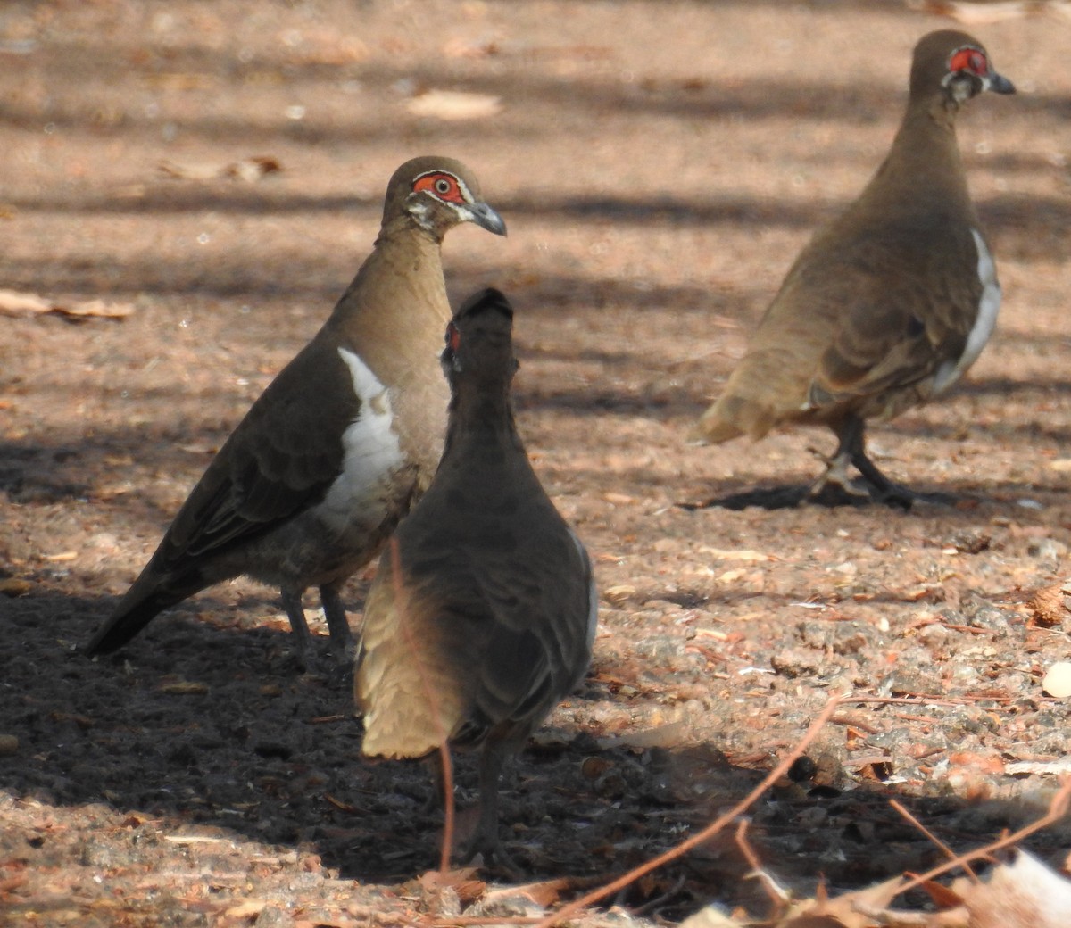 Partridge Pigeon - ML116544401