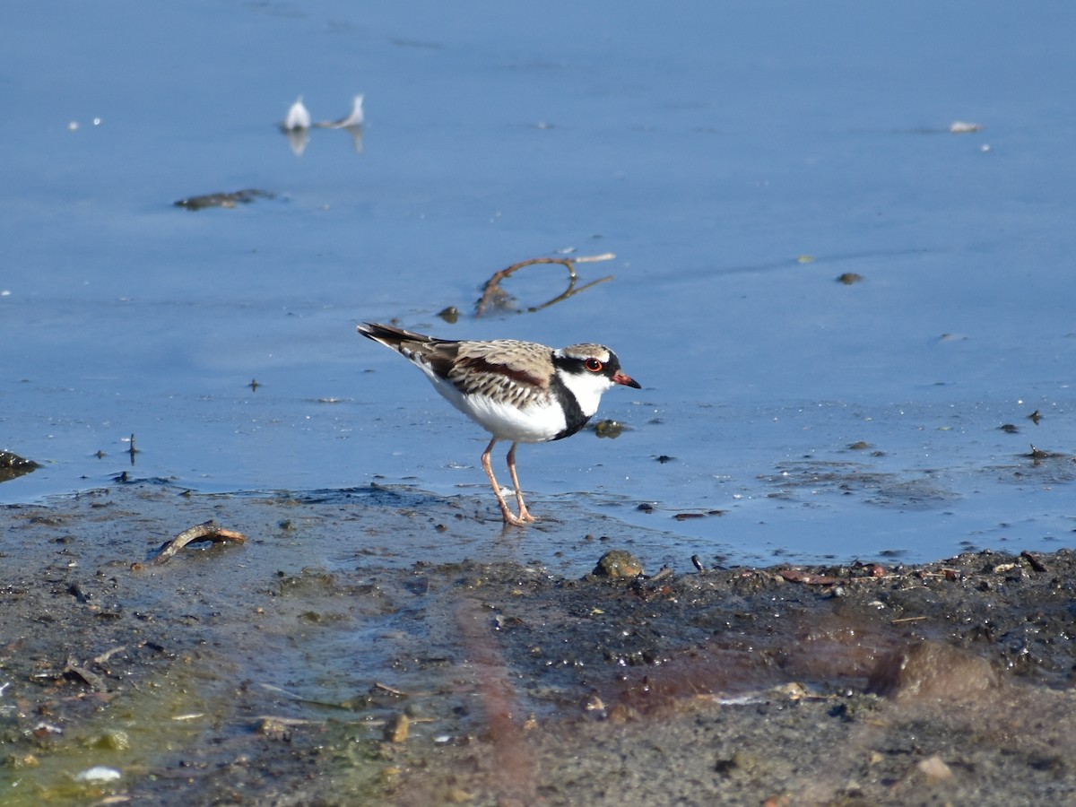 Black-fronted Dotterel - John Wilshire