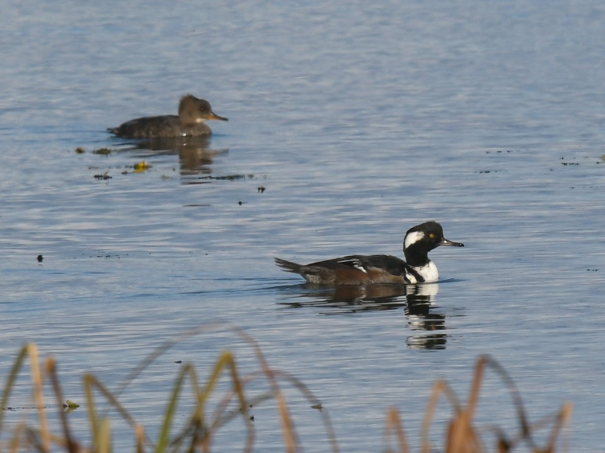 Hooded Merganser - ML116545341