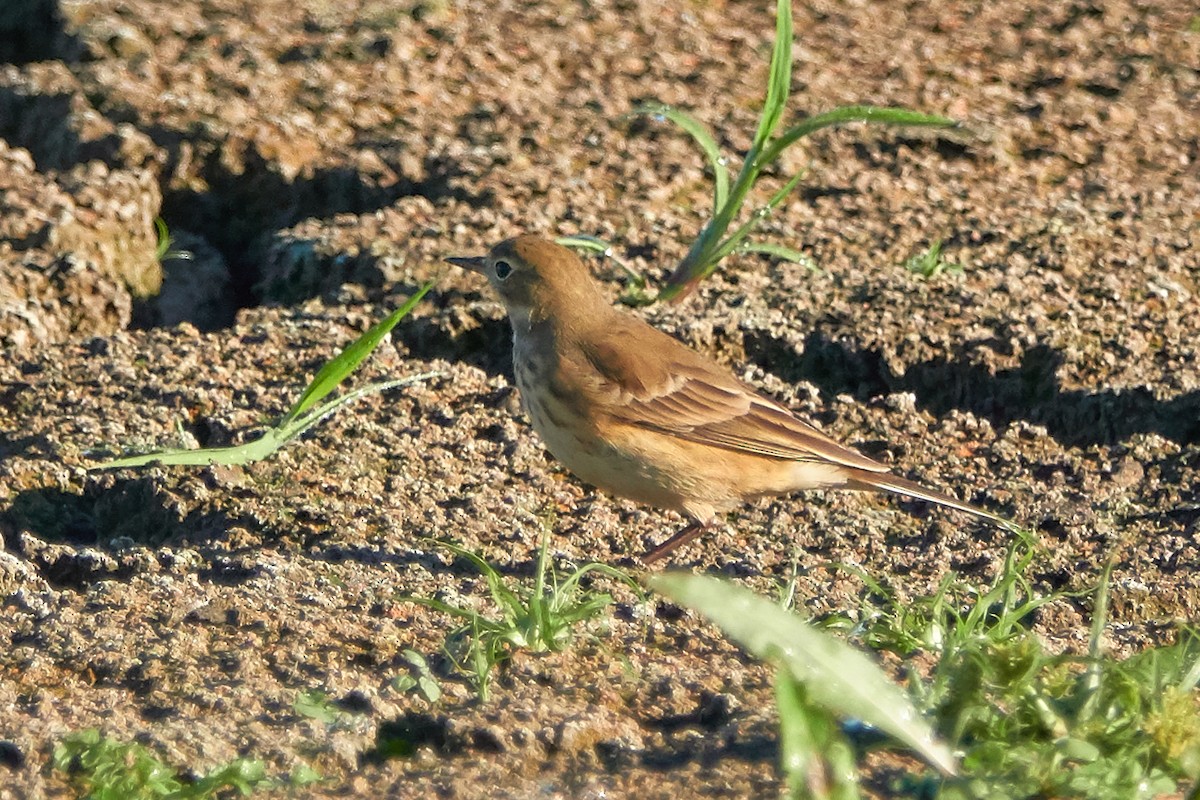 American Pipit - ML116546431