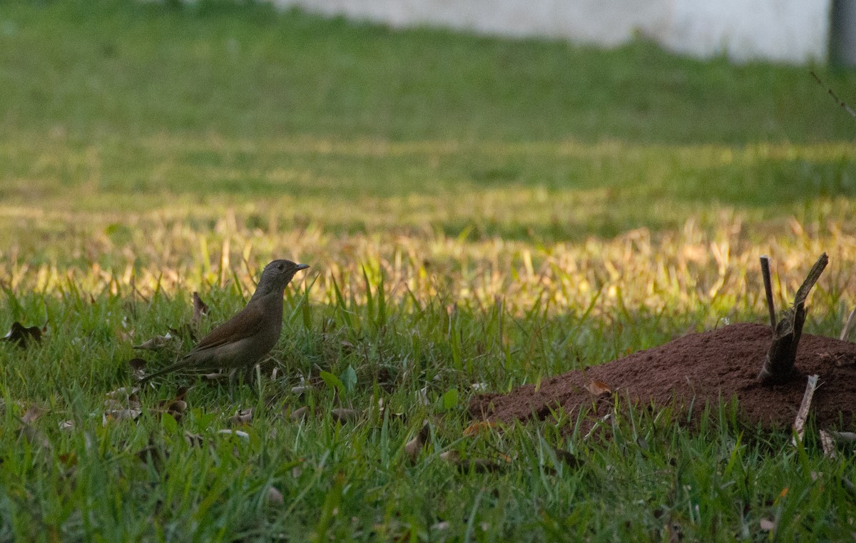 Pale-breasted Thrush - ML116546561