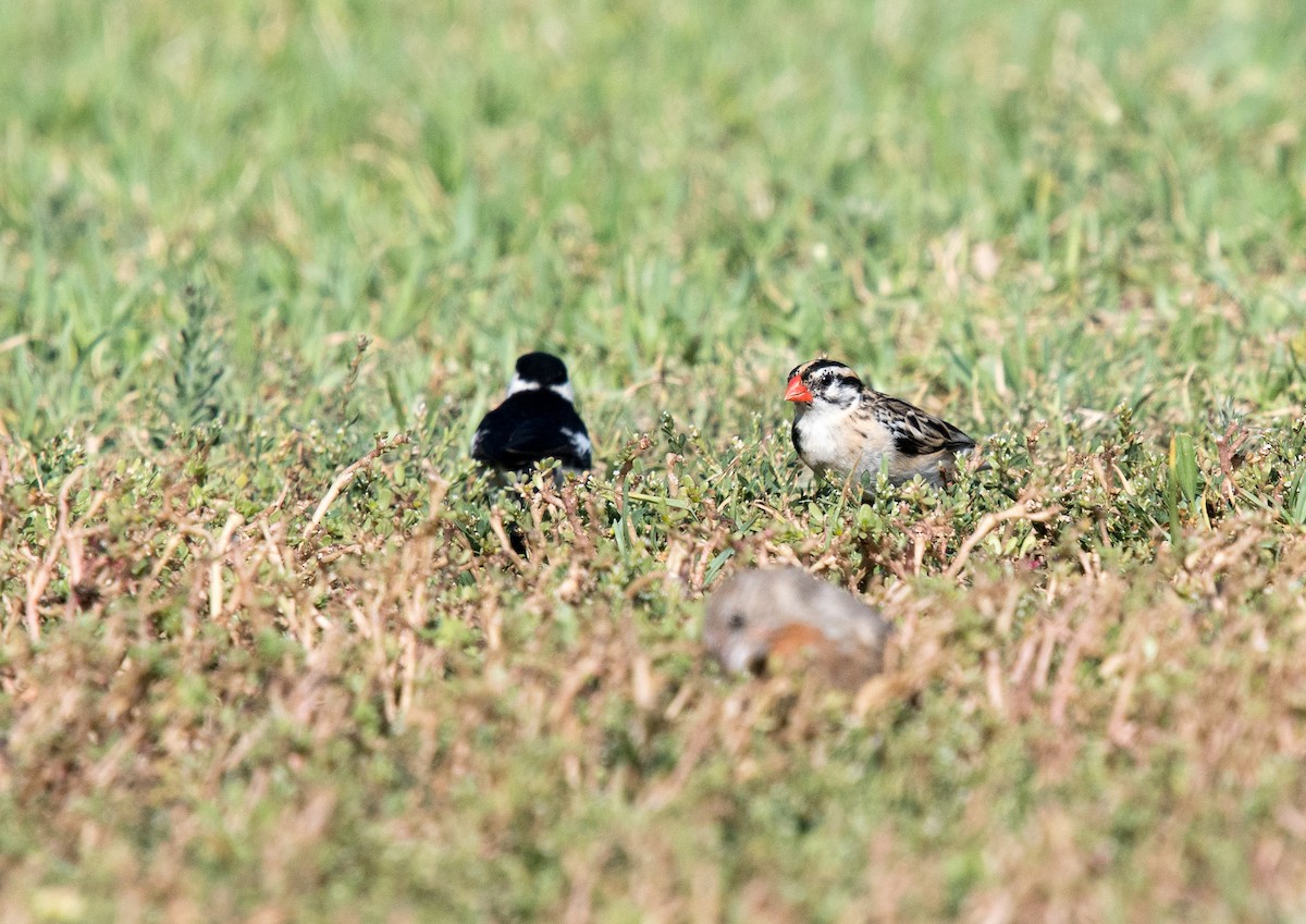 Pin-tailed Whydah - Melissa James