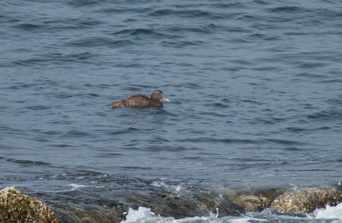 Common Eider - Mark Dettling