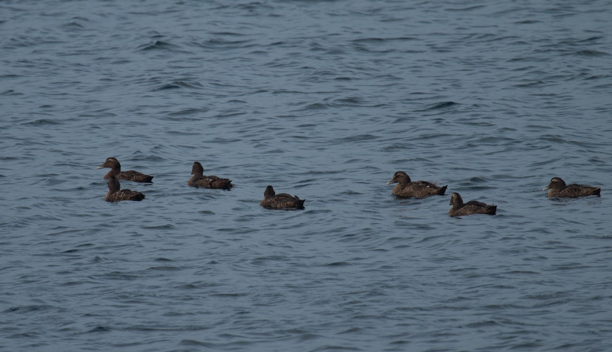 Common Eider - ML116548151