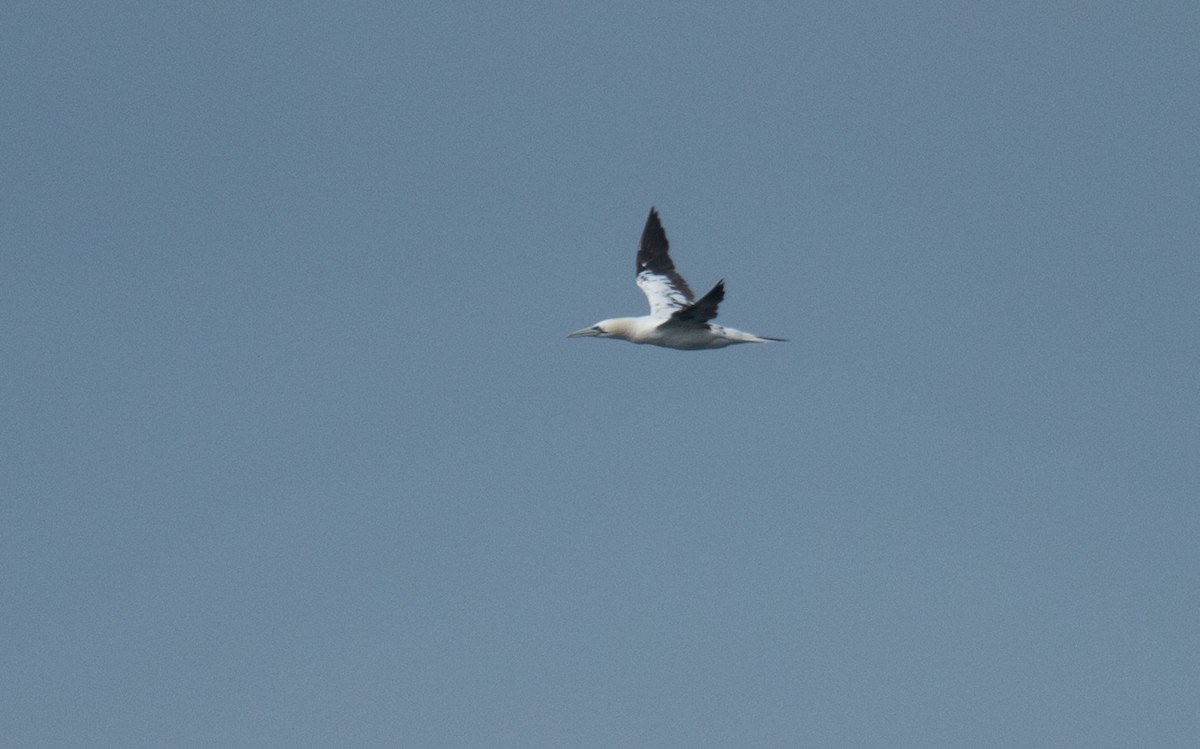 Northern Gannet - ML116548251