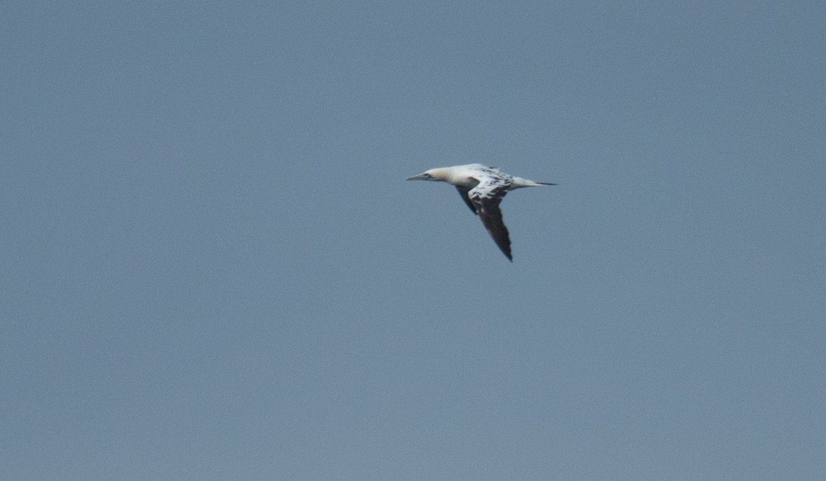 Northern Gannet - ML116548301