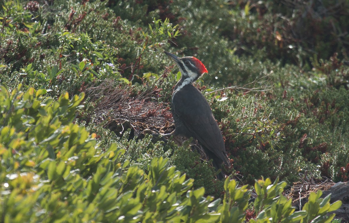 Pileated Woodpecker - ML116548641